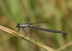 Austroargiolestes calcaris