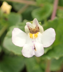 Diclis rotundifolia