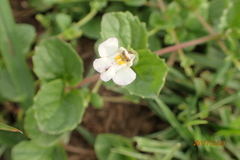 Diclis rotundifolia