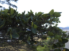 Nothofagus betuloides