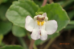 Diclis rotundifolia