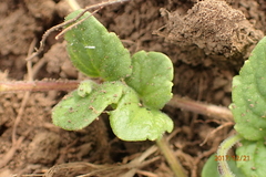 Diclis rotundifolia