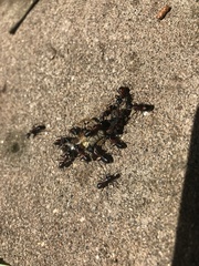 Camponotus obscuripes