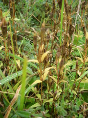 Gentianella uliginosa