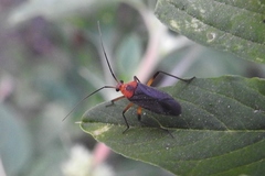 Prepops latipennis
