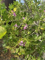 Malva assurgentiflora glabra