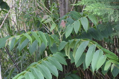 Juglans neotropica