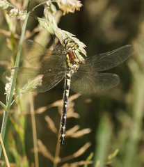 Eusynthemis brevistyla