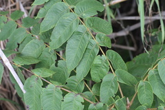 Juglans neotropica