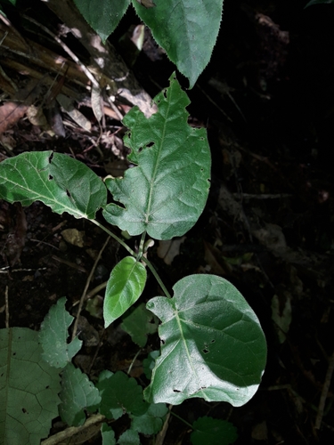 Solanum betaceum