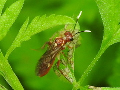Taxonus terminalis