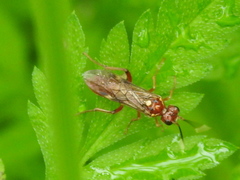 Taxonus terminalis