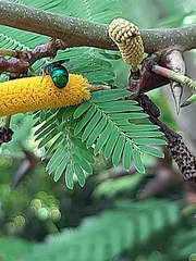 Calloceratina
