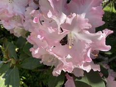 Rhododendron
