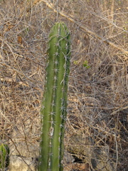 Pachycereus