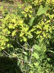Enkianthus perulatus