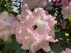 Rhododendron