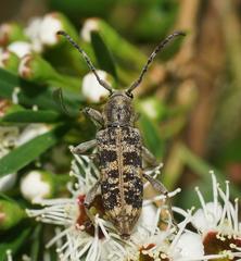 Pempsamacra dispersa