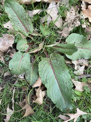 Rumex obtusifolius obtusifolius