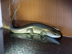 Eutropis multifasciata