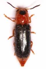 Tenerus