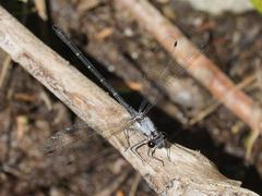 Austroargiolestes calcaris