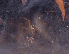 Dendrolycosa