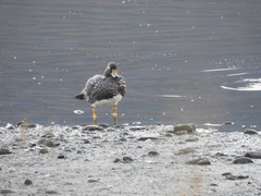 Tachyeres patachonicus