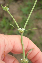 Spermacoce natalensis