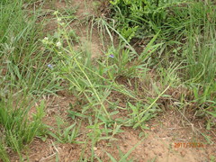 Spermacoce natalensis