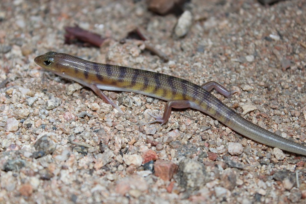Northern Narrow-Banded Skink