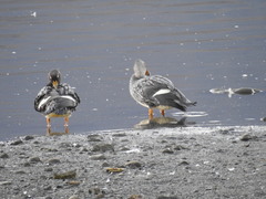 Tachyeres patachonicus