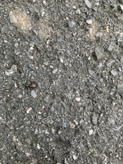 Timomenus komarowi
