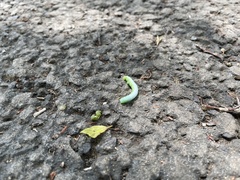 Lepidoptera