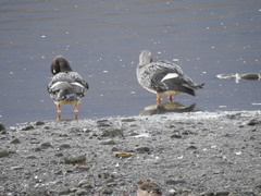 Tachyeres patachonicus