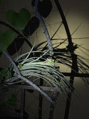 Tillandsia utriculata
