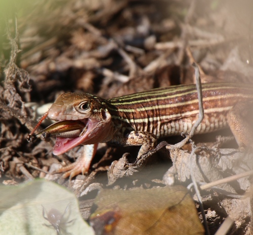 Common Spotted Whiptail