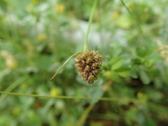 Luzula capitata