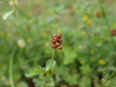 Luzula capitata