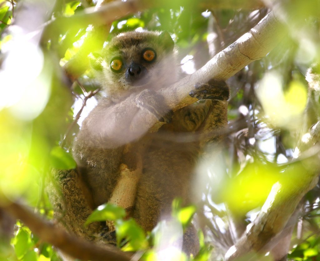 Western Woolly Lemur