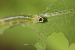 Thrinax dubitata