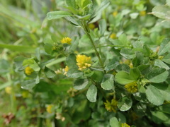 Trifolium dubium