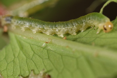 Thrinax dubitata