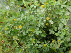 Trifolium dubium