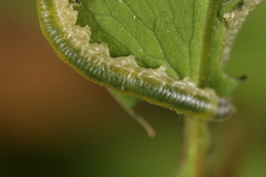 Thrinax dubitata