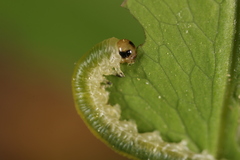 Thrinax dubitata
