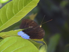 Tanaecia julii