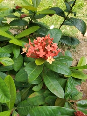 Ixora