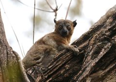 Lepilemur hubbardorum
