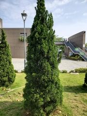 Juniperus chinensis